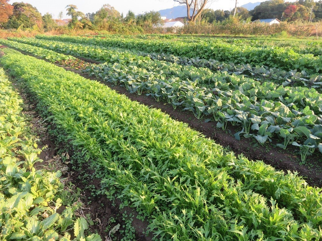 「持続可能な農業」