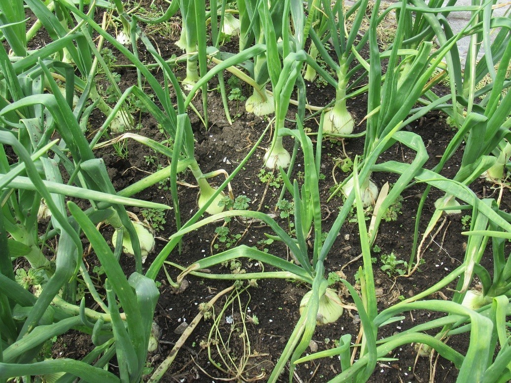 年間100種類以上の野菜(四季の露地野菜)