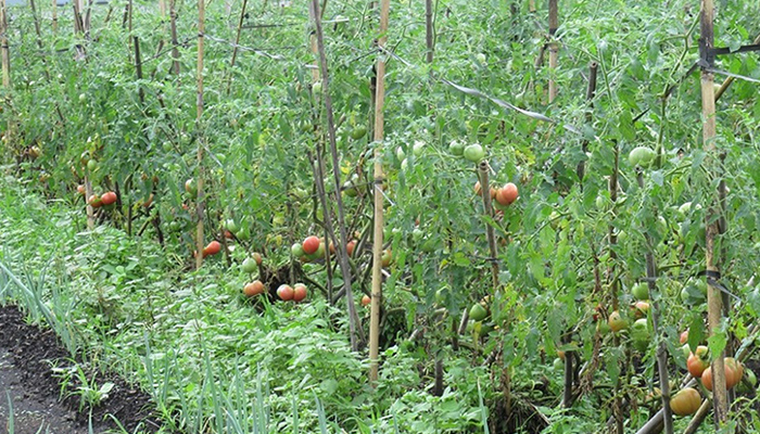 ハウス栽培全盛の時代に雨に弱い露地トマトを栽培。その特徴は鼻に抜ける味香りです。甘いだけの味香りを感じないトマトは最早トマトでは無い。