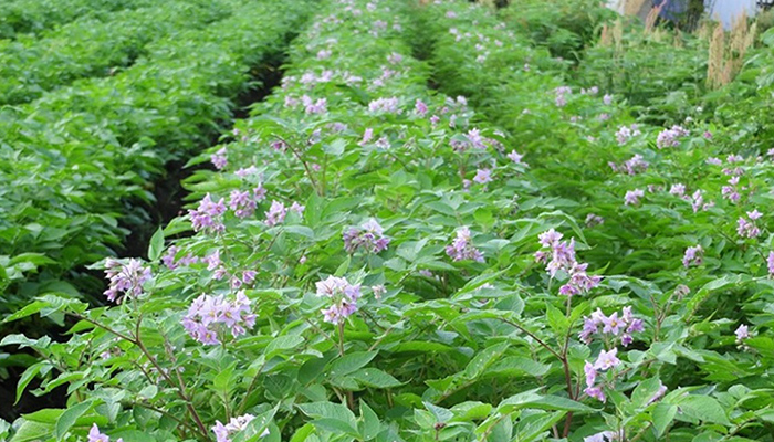 じゃがいもの花が咲いたら3週間ほどで出荷適期となります。四季折々に様々な色合いの野菜が育ち花が咲き、農人達を癒やしてくれます。