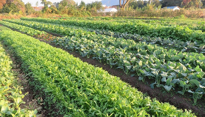 晩秋の農園風景。年間百種類以上の野菜が育っています。一回当たり15種類の少量多品種の野菜を北海道から沖縄まで全国の消費者に届けております。