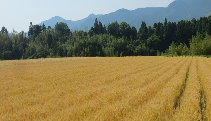 黄金色に染まった麦畑。農園では除草剤・農薬を排し、草木堆肥で数年かけて土を育て低窒素栽培でアレルギーを発症しにくいローグルテン小麦粉などの麦製品を完成させました。